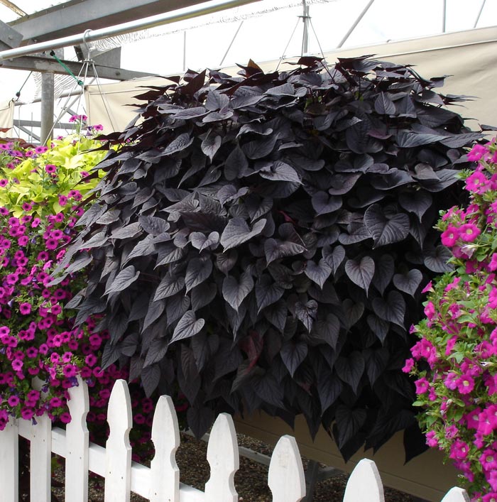 Ipomoea Batatas Suntory Black Tone (104)